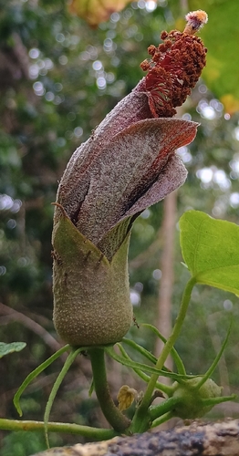 Hibiscadelphus giffardianus observed 2026-10-02