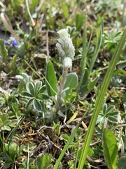 Antennaria dioica
