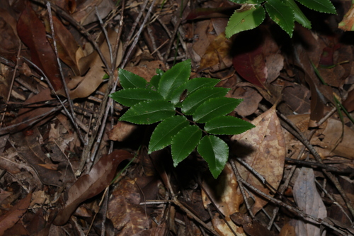 Pellaea paradoxa observed 2026-10-01
