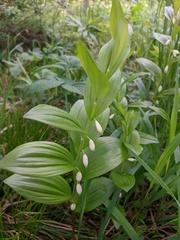 Polygonatum humile
