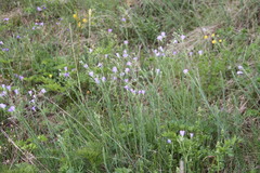 Linum nervosum