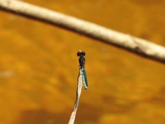 Chlorocypha aphrodite