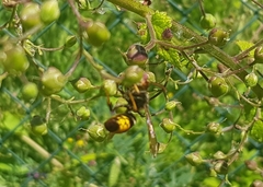 Vespa velutina