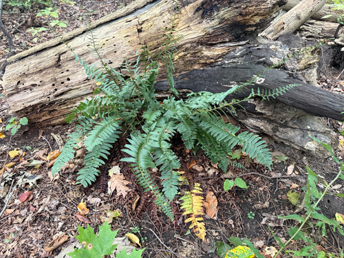Christmas fern