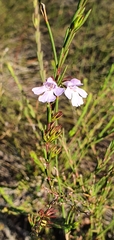 Hemigenia purpurea