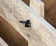 Xylocopa sulcatipes