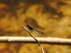 Chlorocypha aphrodite