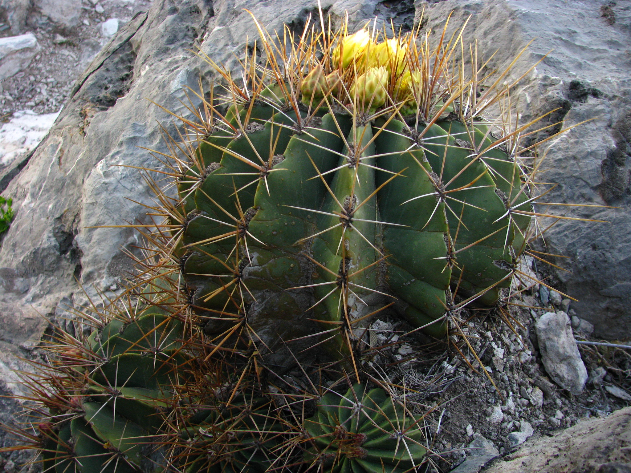 Ferocactus echidne