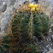 Emory's Barrel Cactus - Photo (c) Opuntia Cadereytensis, some rights reserved (CC BY-NC), uploaded by Opuntia Cadereytensis