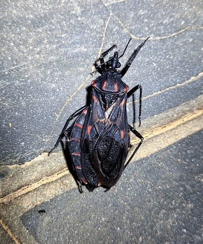 Panstrongylus megistus