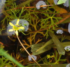 Ranunculus inundatus