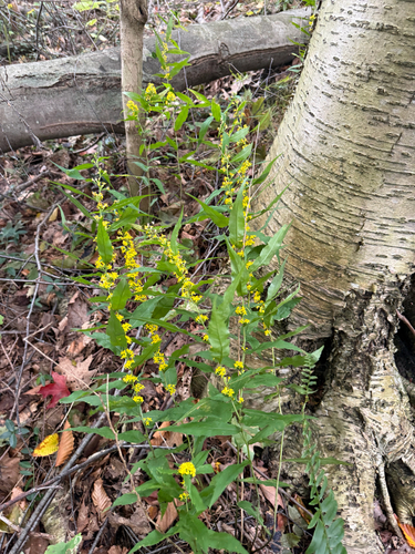 bluestem goldenrod