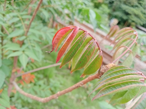 Toxicodendron succedaneum observed 2026-10-03