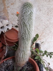 Espostoa