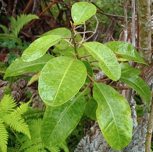 Charpentiera ovata observed 2026-10-02