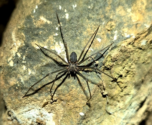 Loxosceles karstica