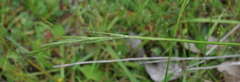 Microlaena stipoides stipoides