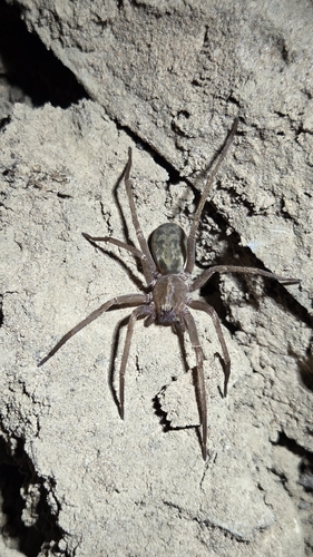 Isoctenus corymbus