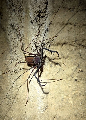 Heterophrynus cheiracanthus