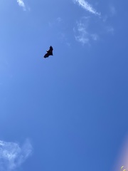 Pteropus seychellensis seychellensis