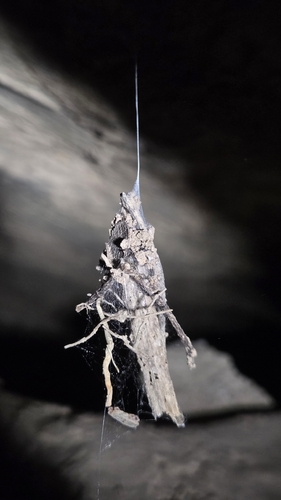 Cryptachaea parana
