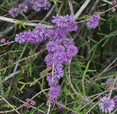 Melaleuca gibbosa