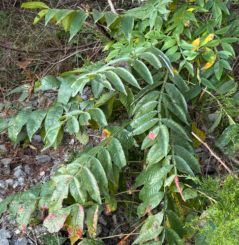 shining sumac