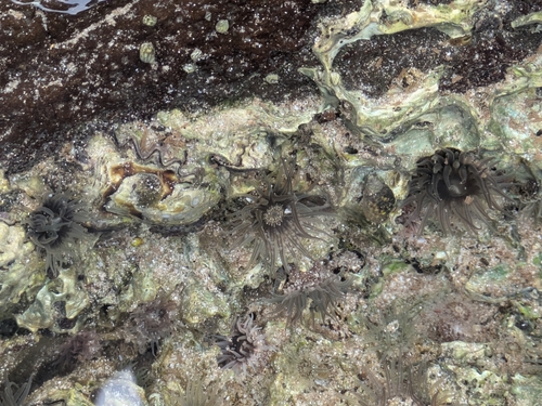 Anjuna Anemone
