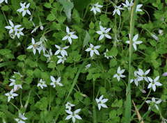Lobelia pedunculata