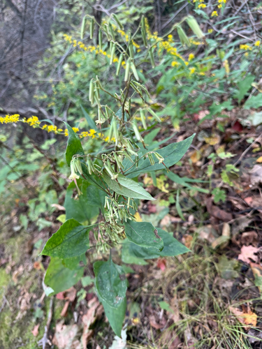 tall rattlesnake root