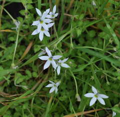 Lobelia pedunculata