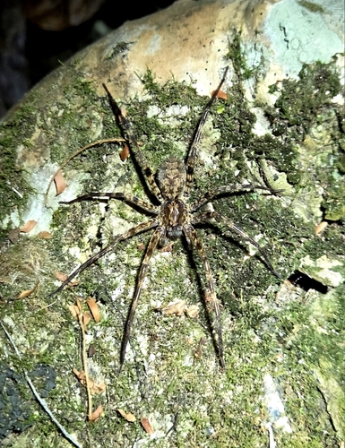 Nothroctenus marshi