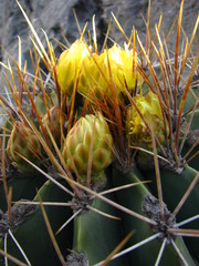 Ferocactus echidne