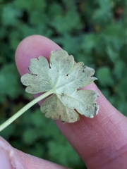 Peronospora conglomerata