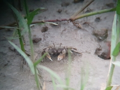 Ilyoplax formosensis