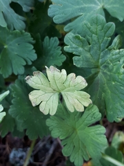 Peronospora conglomerata