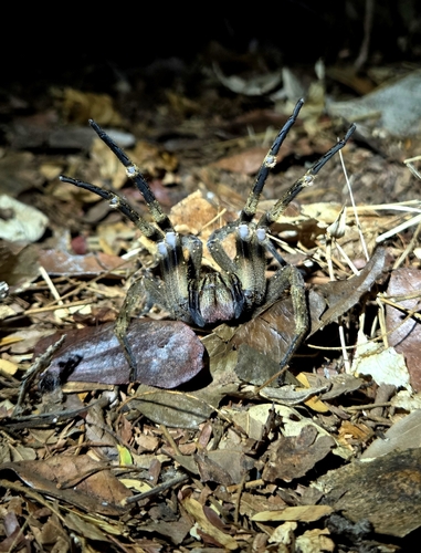 Phoneutria eickstedtae