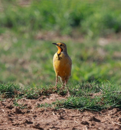 iNaturalist image