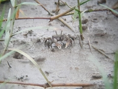 Ilyoplax formosensis