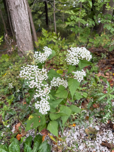 white snakeroot