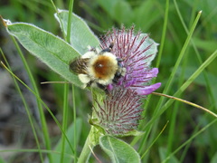 Bombus laesus