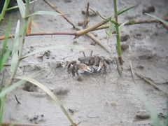 Ilyoplax formosensis