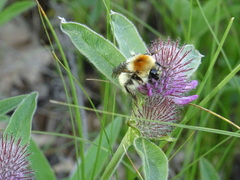 Bombus laesus