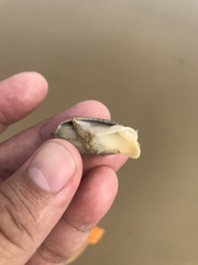 Oliva oliva