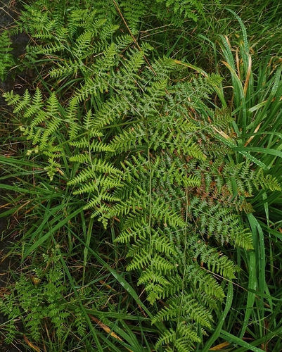 Pteridium, 2026-10-02