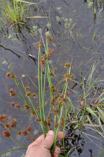 Image of Juncus holoschoenus by (c) Kevin Sparrow, some rights reserved (CC BY)