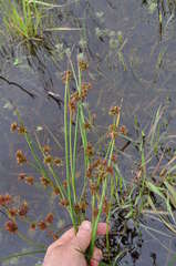 Juncus holoschoenus