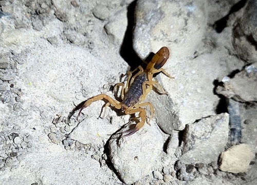 Brazilian Yellow Scorpion