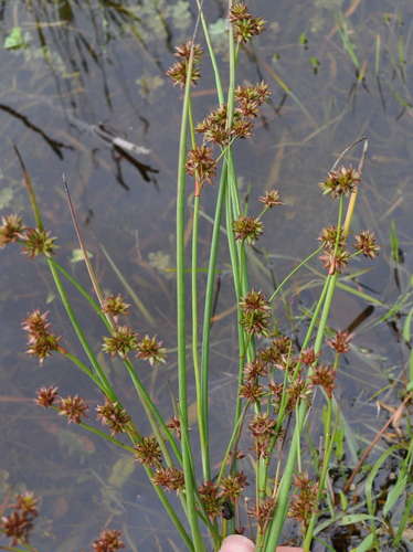 Image of Juncus holoschoenus by (c) Kevin Sparrow, some rights reserved (CC BY)