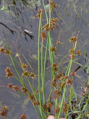 Juncus holoschoenus